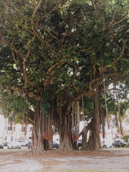 20476429_10207434699786270_8811063911250662821_n